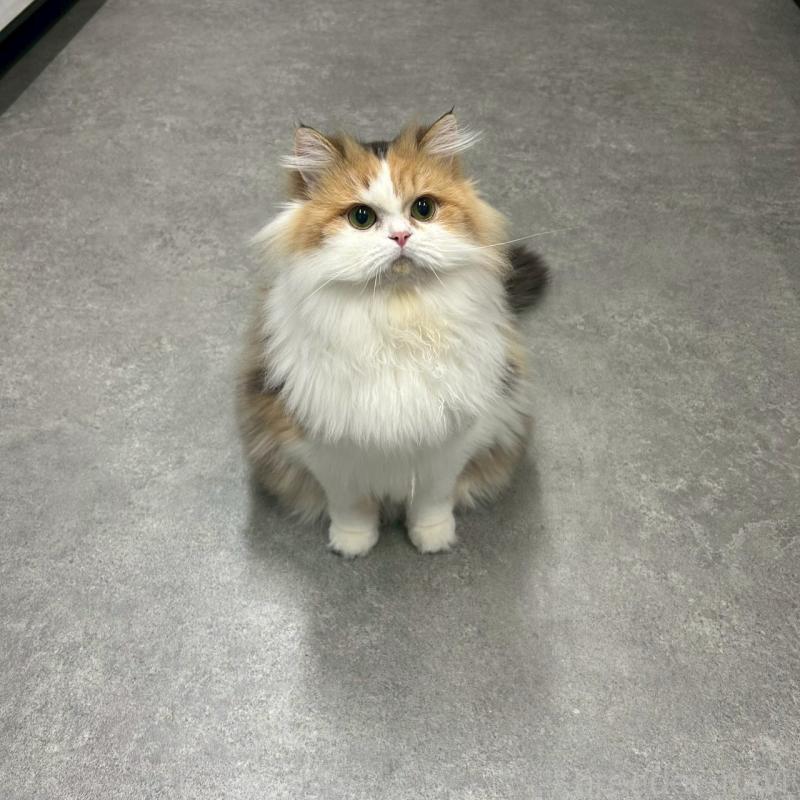 販売中の千葉県のスコティッシュフォールド-121875の1枚目