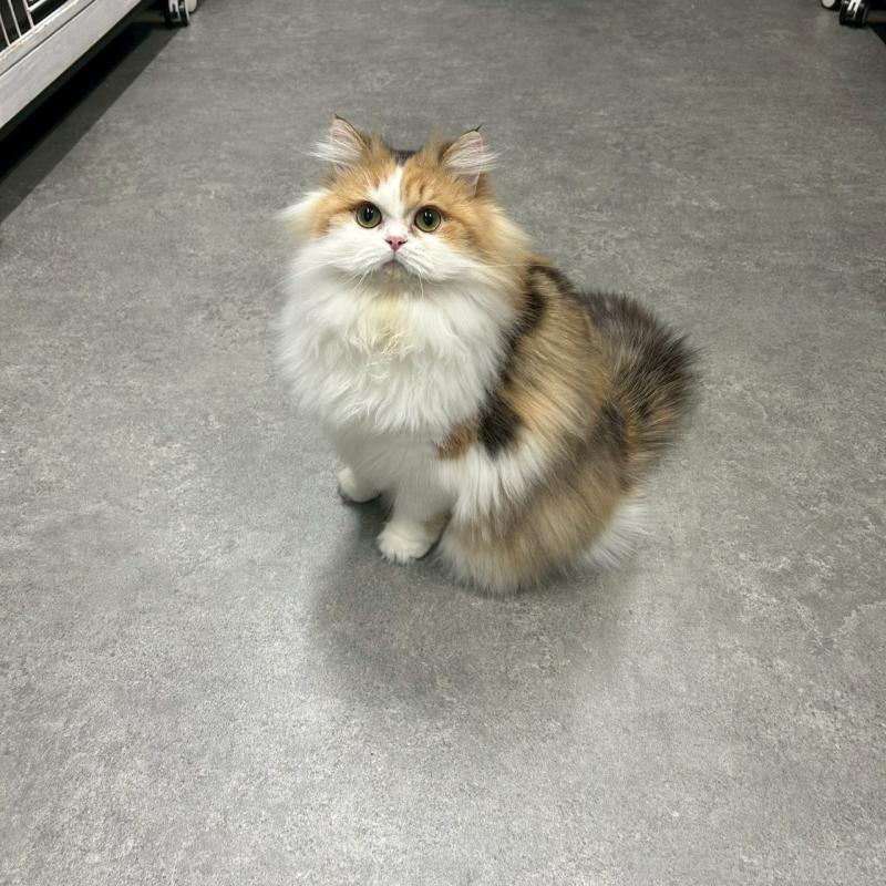 販売中の千葉県のスコティッシュフォールド-121875の3枚目