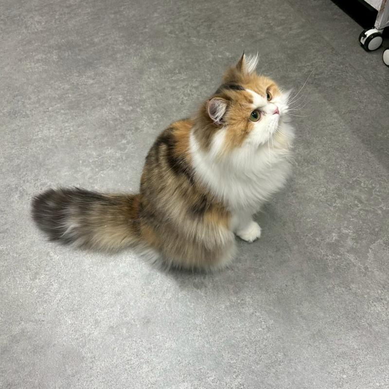 販売中の千葉県のスコティッシュフォールド-121875の2枚目