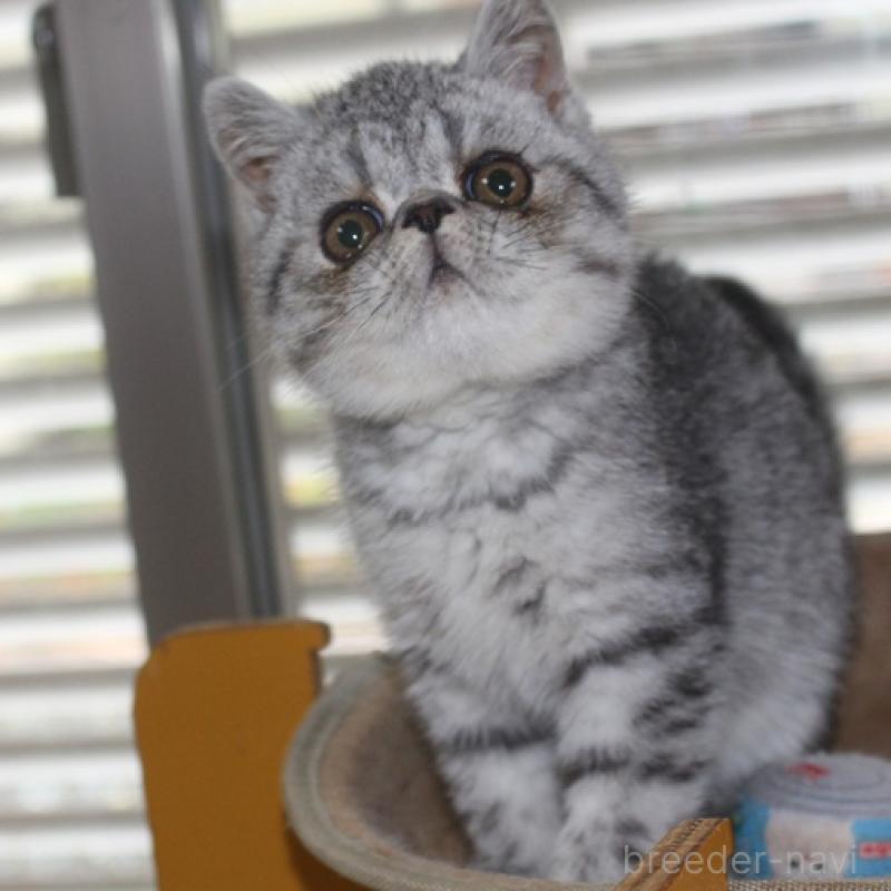 販売中の静岡県のエキゾチックショートヘア-131599