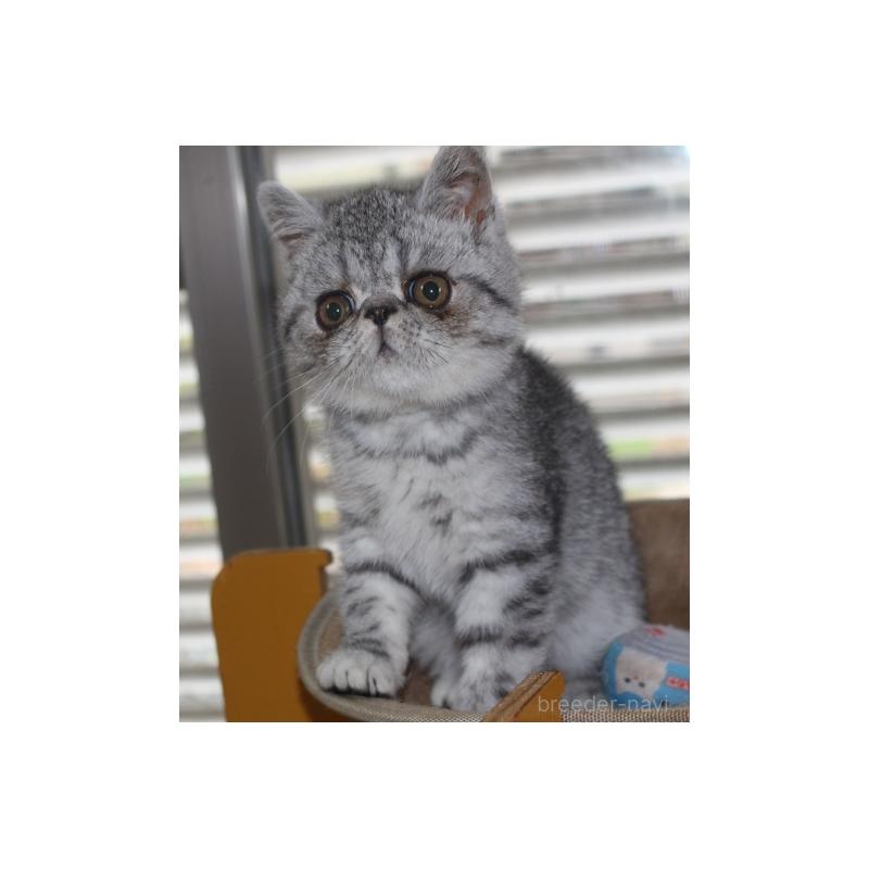 成約済の静岡県のエキゾチックショートヘア-131599の2枚目