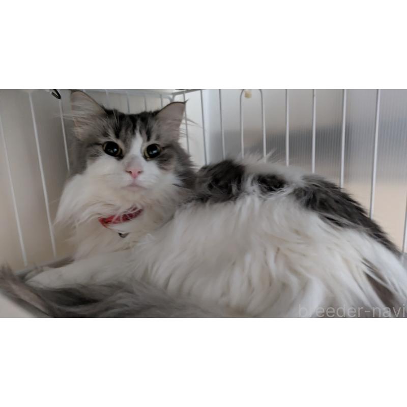 ソルヒちゃん1枚目