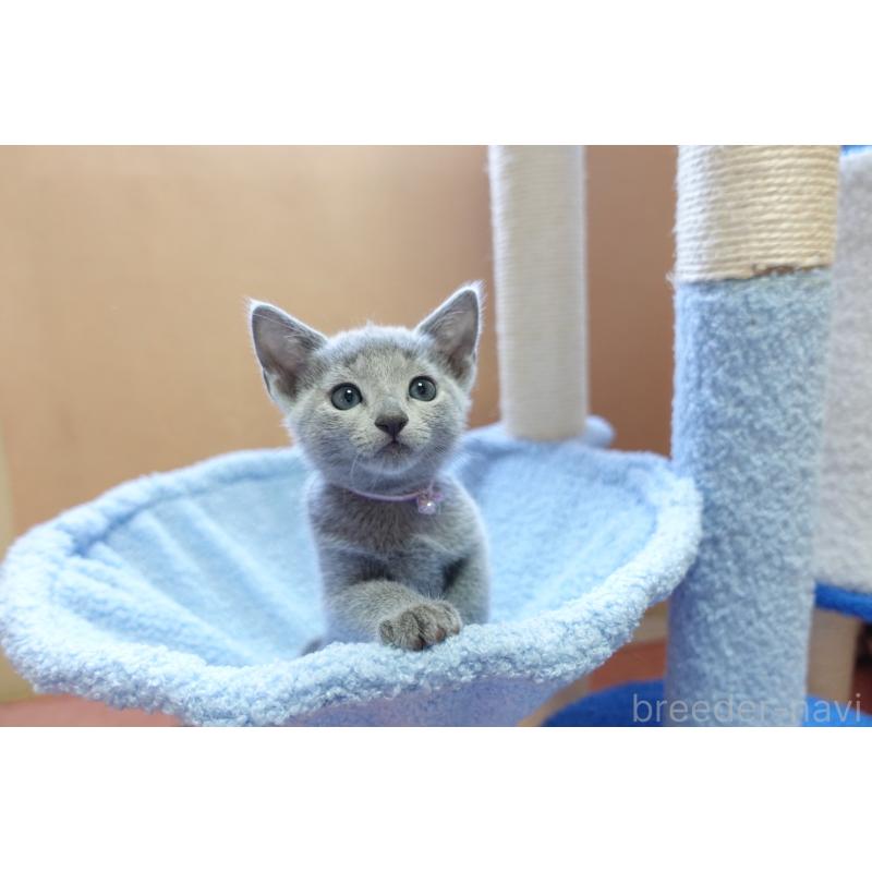 販売中の埼玉県のロシアンブルー-133759の7枚目