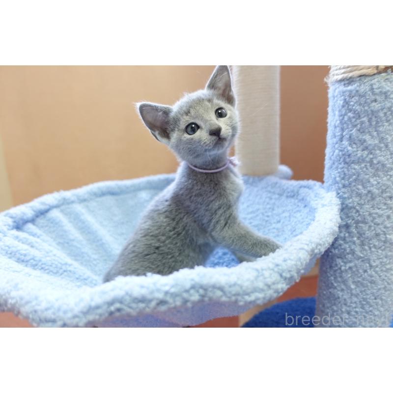 販売中の埼玉県のロシアンブルー-133759の6枚目