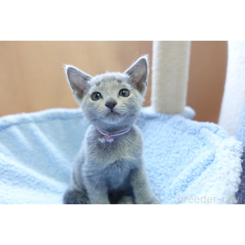 販売中の埼玉県のロシアンブルー-133759の5枚目