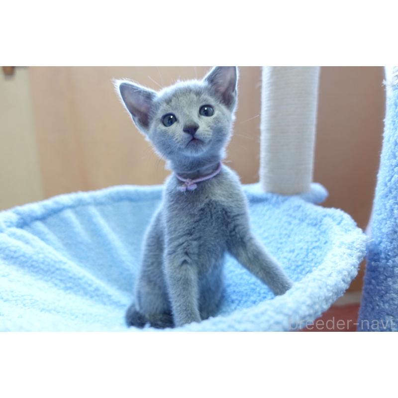 販売中の埼玉県のロシアンブルー-133759の4枚目