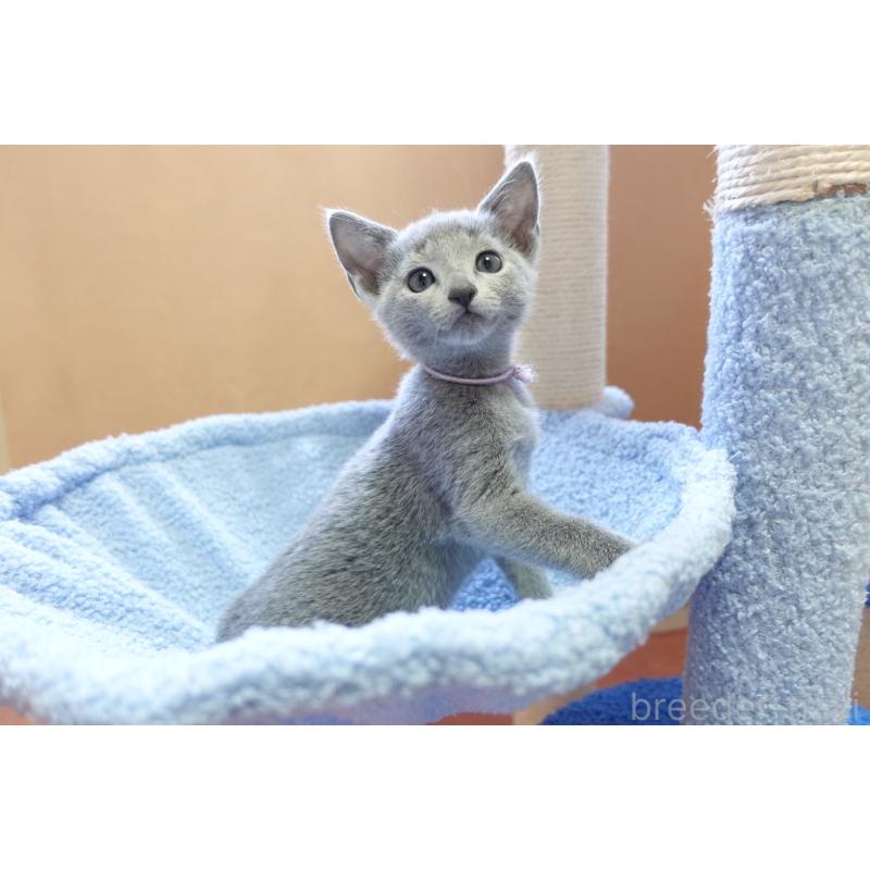 販売中の埼玉県のロシアンブルー-133759の3枚目