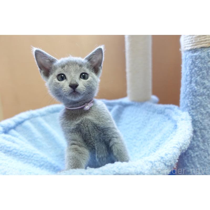 販売中の埼玉県のロシアンブルー-133759の2枚目