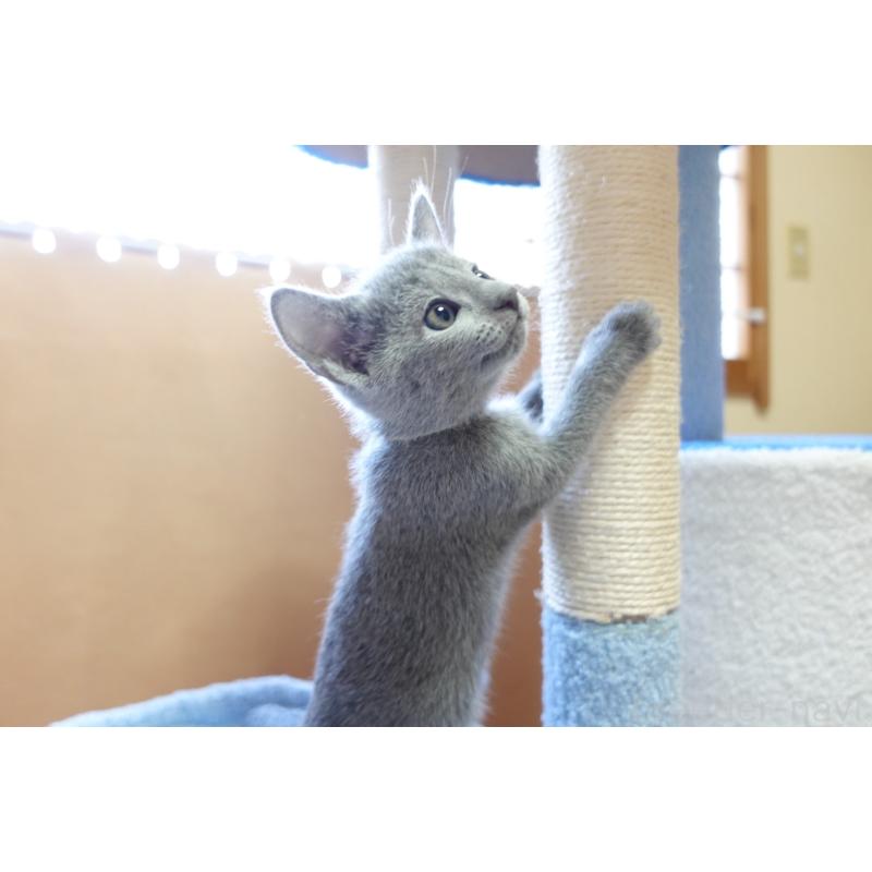 販売中の埼玉県のロシアンブルー-133760の4枚目