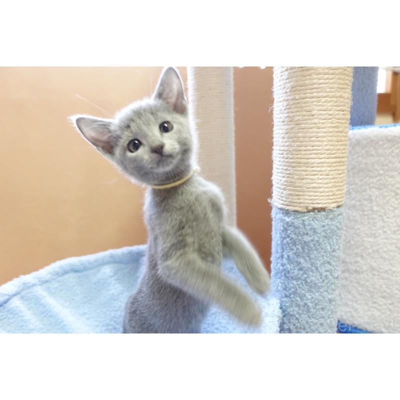 販売中の埼玉県のロシアンブルー-133760の3枚目