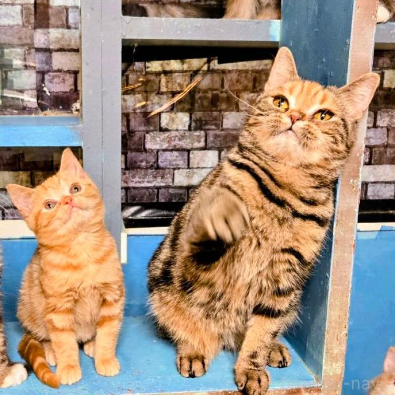 販売中の千葉県のアメリカンショートヘア-133717