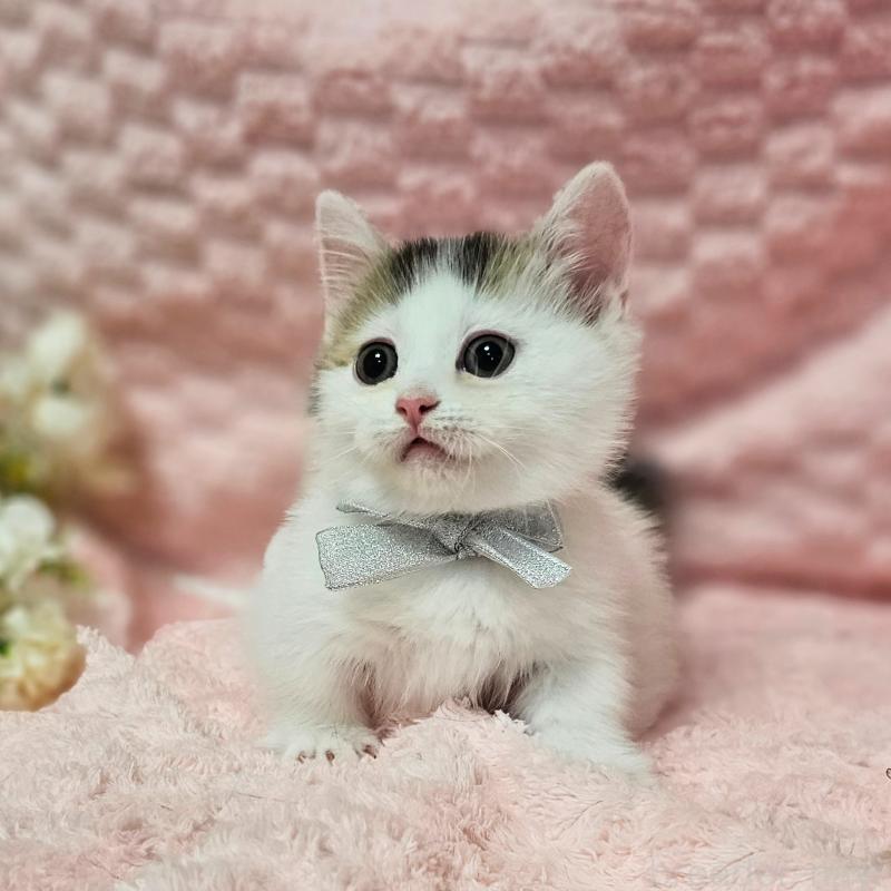 成約済の茨城県のミヌエット(短足)-133301の13枚目