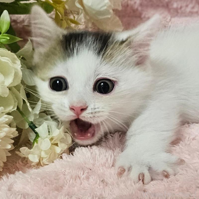 成約済の茨城県のミヌエット(短足)-133301の12枚目