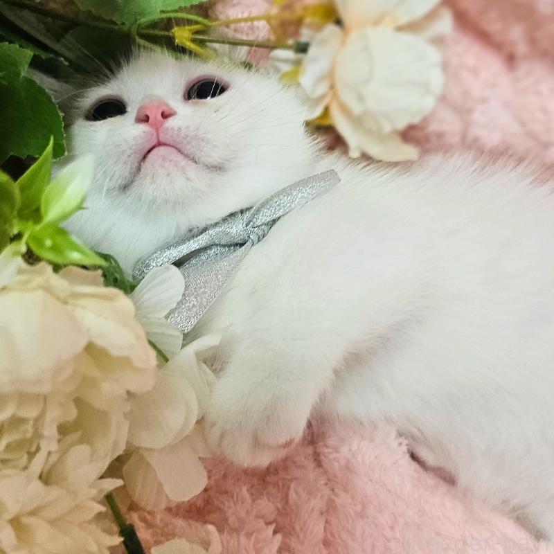 成約済の茨城県のミヌエット(短足)-133301の11枚目