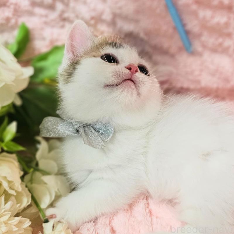 成約済の茨城県のミヌエット(短足)-133301の10枚目