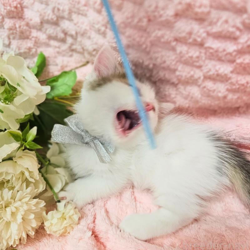 成約済の茨城県のミヌエット(短足)-133301の9枚目