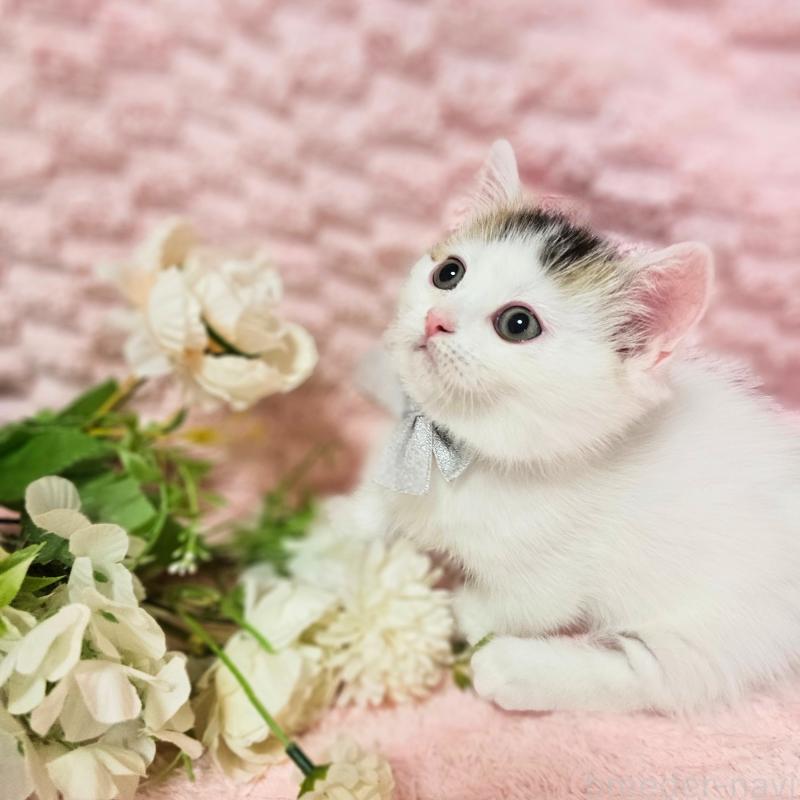 成約済の茨城県のミヌエット(短足)-133301の8枚目