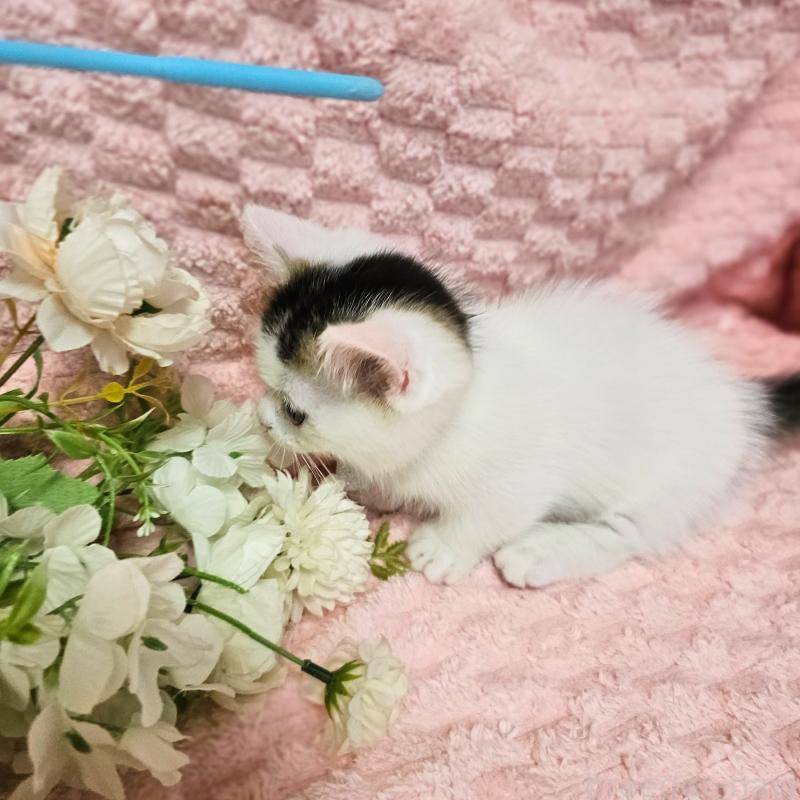 成約済の茨城県のミヌエット(短足)-133301の7枚目