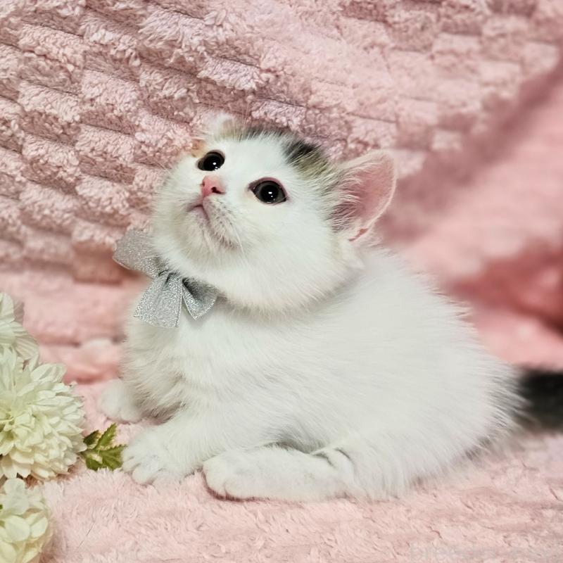 成約済の茨城県のミヌエット(短足)-133301の6枚目