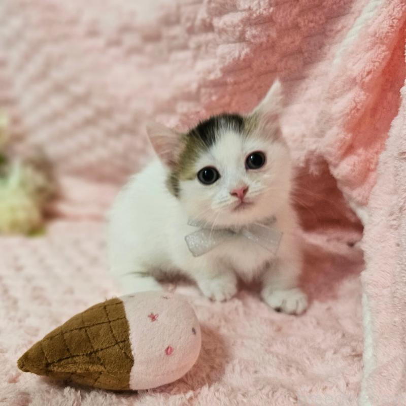 成約済の茨城県のミヌエット(短足)-133301の5枚目