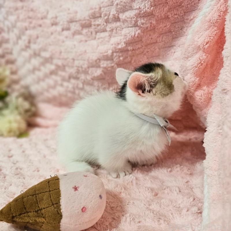 成約済の茨城県のミヌエット(短足)-133301の4枚目