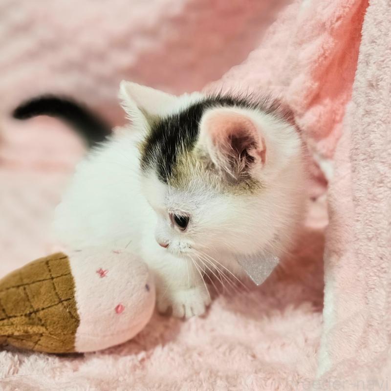 成約済の茨城県のミヌエット(短足)-133301の3枚目