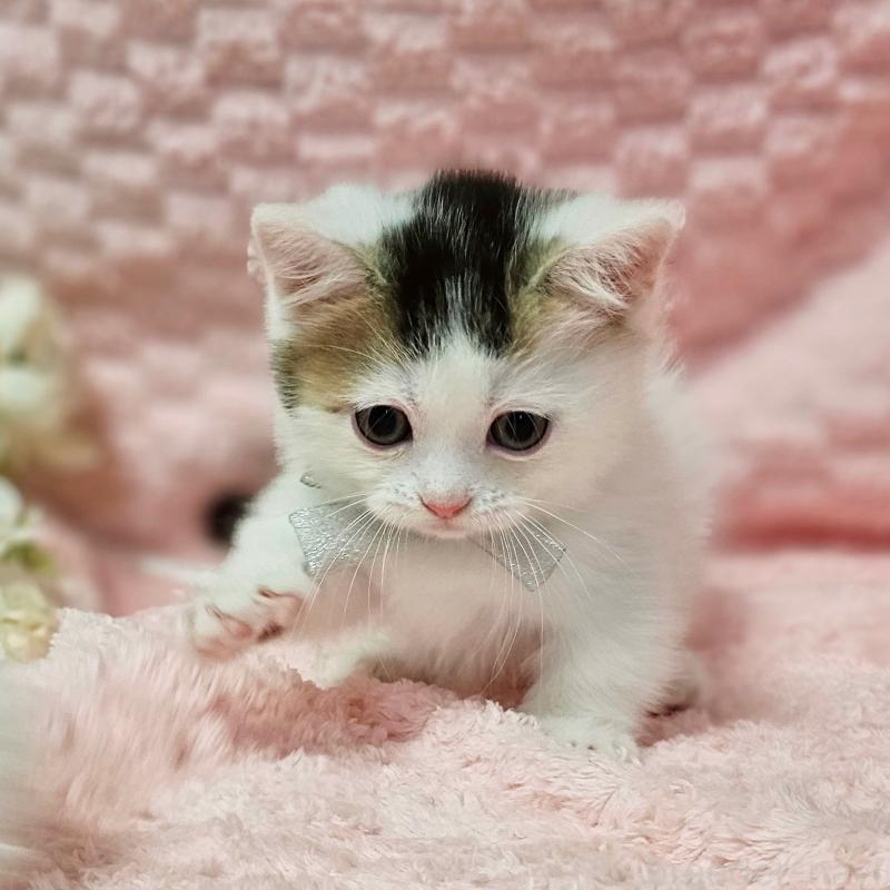 販売中の茨城県のミヌエット(短足)-133301