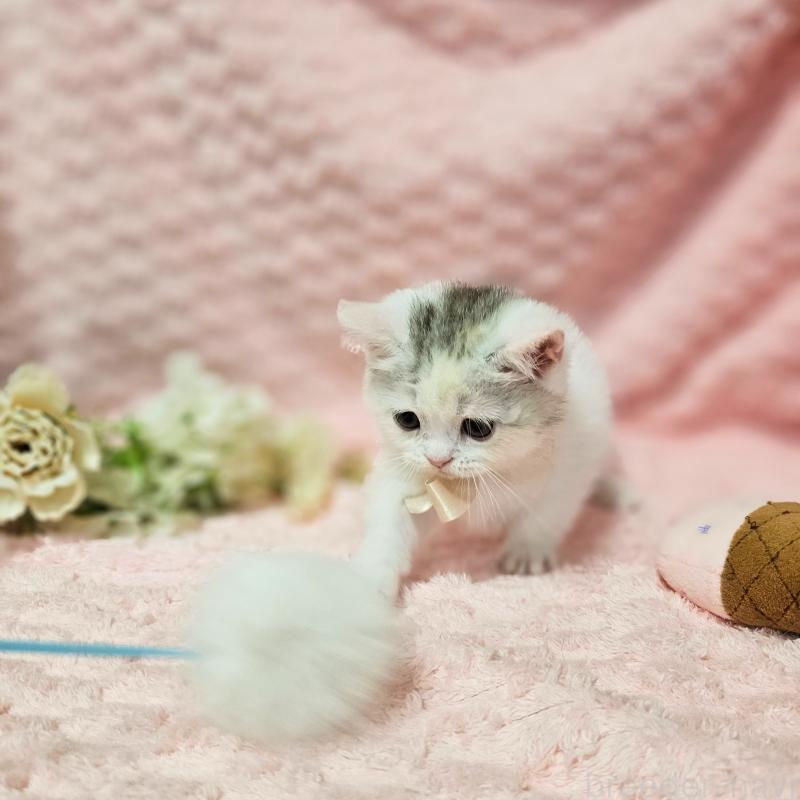 販売中の茨城県のミヌエット(短足)-133761の17枚目