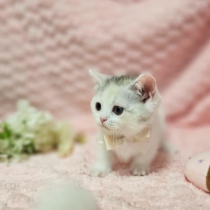 販売中の茨城県のミヌエット(短足)-133761の16枚目