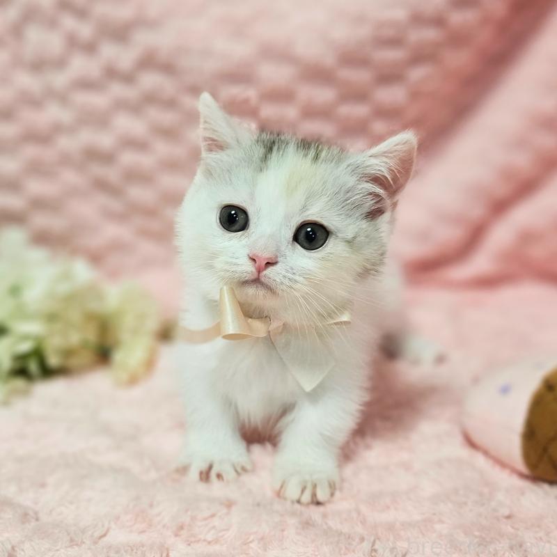 販売中の茨城県のミヌエット(短足)-133761の15枚目