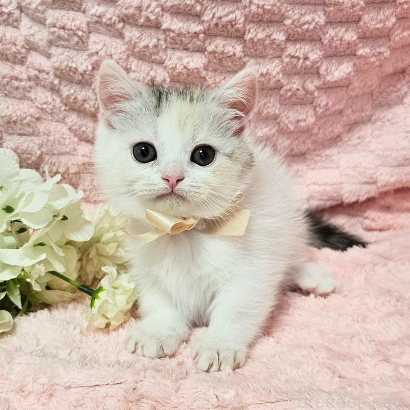 販売中の茨城県のミヌエット(短足)-133761の13枚目