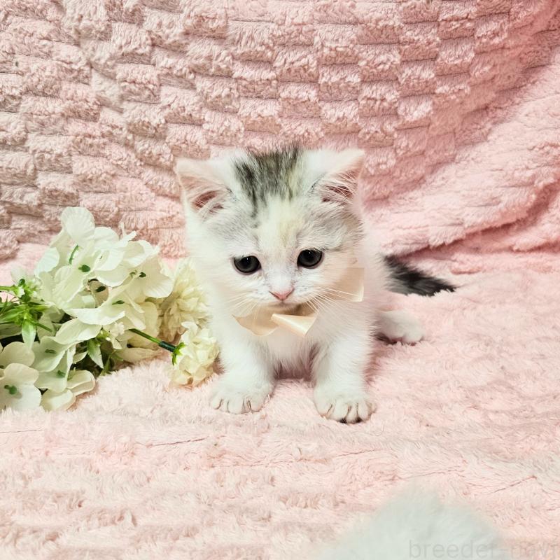 販売中の茨城県のミヌエット(短足)-133761の12枚目