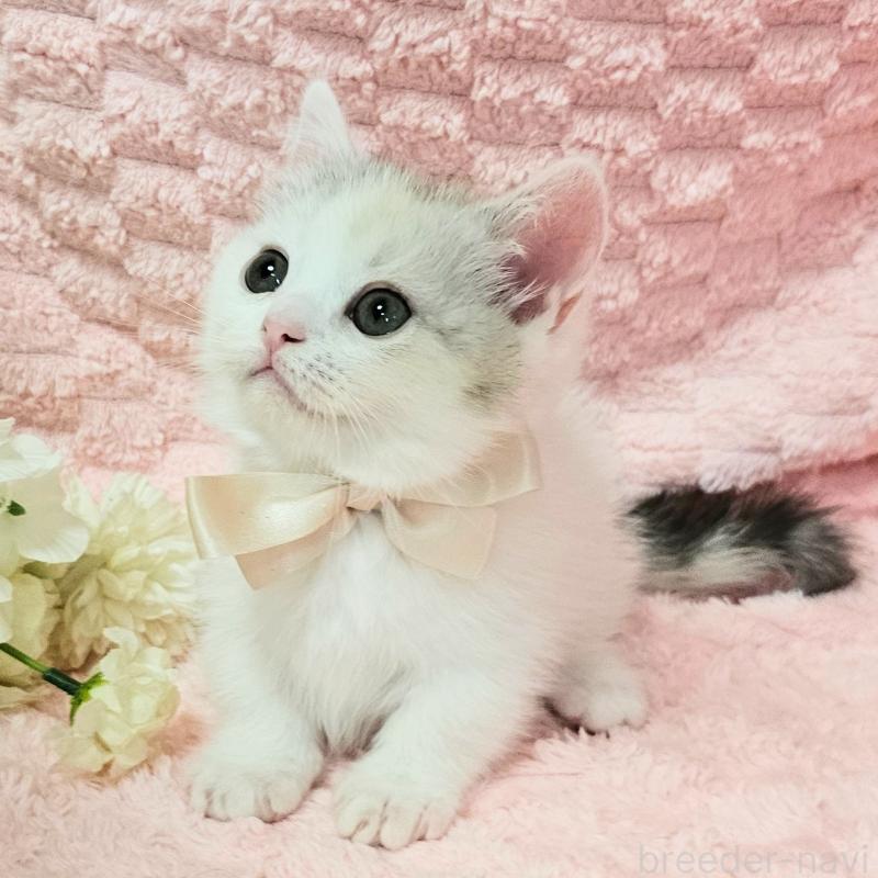 販売中の茨城県のミヌエット(短足)-133761の1枚目