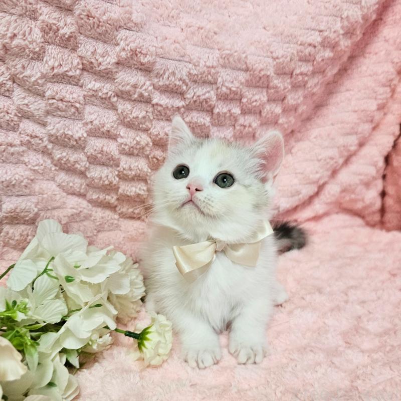 販売中の茨城県のミヌエット(短足)-133761の11枚目