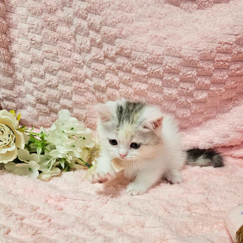 販売中の茨城県のミヌエット(短足)-133761の9枚目