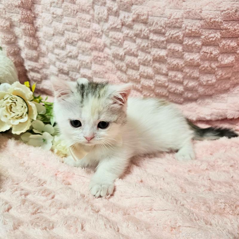 販売中の茨城県のミヌエット(短足)-133761の8枚目