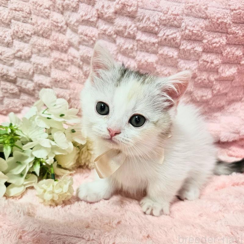 販売中の茨城県のミヌエット(短足)-133761の7枚目