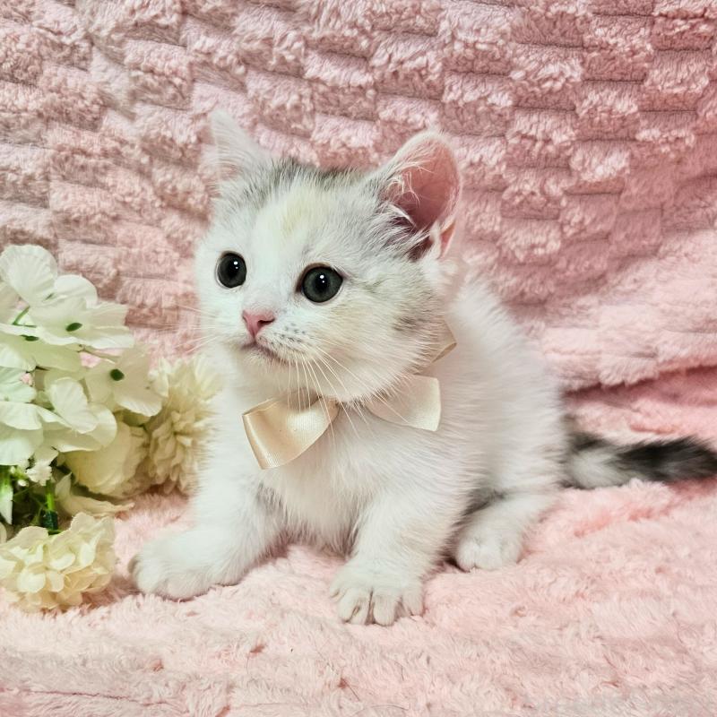 販売中の茨城県のミヌエット(短足)-133761の6枚目