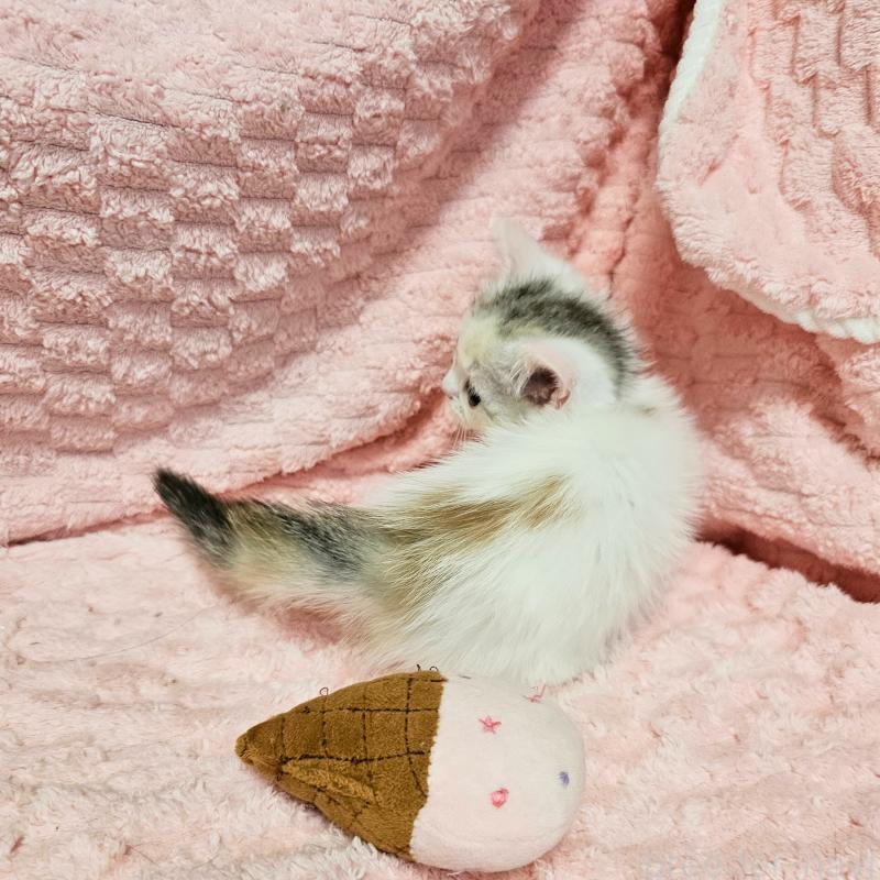 販売中の茨城県のミヌエット(短足)-133761の5枚目