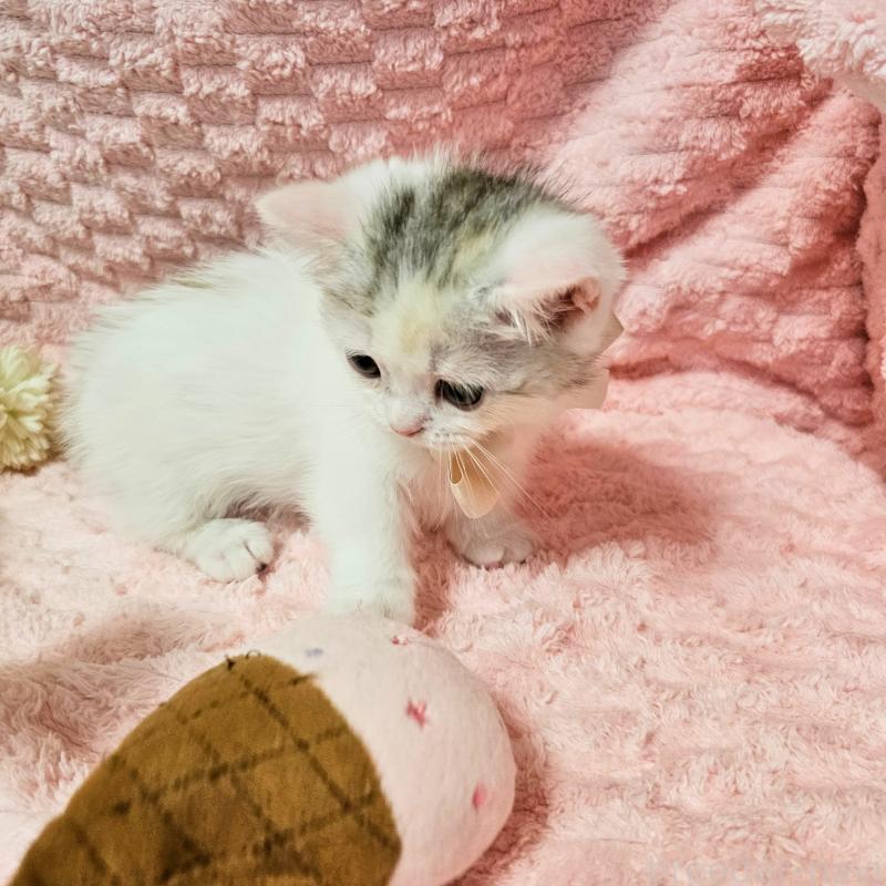 販売中の茨城県のミヌエット(短足)-133761の4枚目