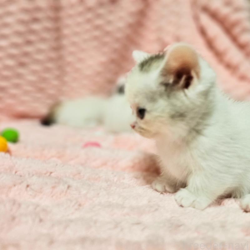 販売中の茨城県のミヌエット(短足)-133761の2枚目