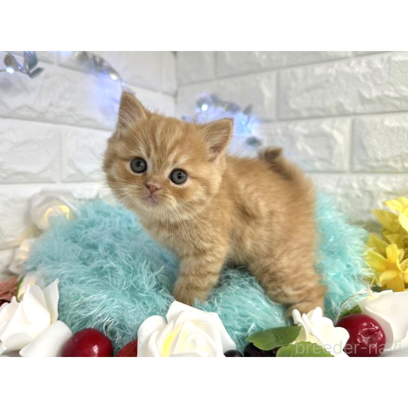 販売中の埼玉県のミヌエット-133762の1枚目