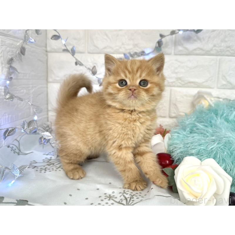 販売中の埼玉県のミヌエット-133762の6枚目