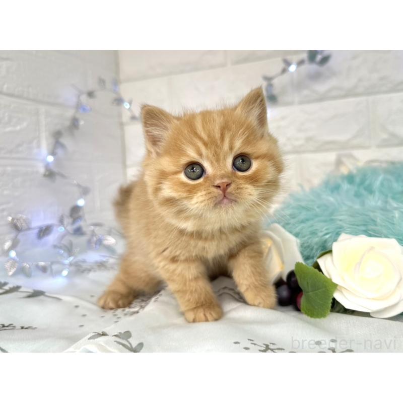 販売中の埼玉県のミヌエット-133762の5枚目