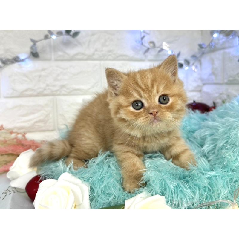 販売中の埼玉県のミヌエット-133762の3枚目