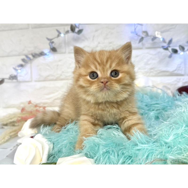 販売中の埼玉県のミヌエット-133762の2枚目