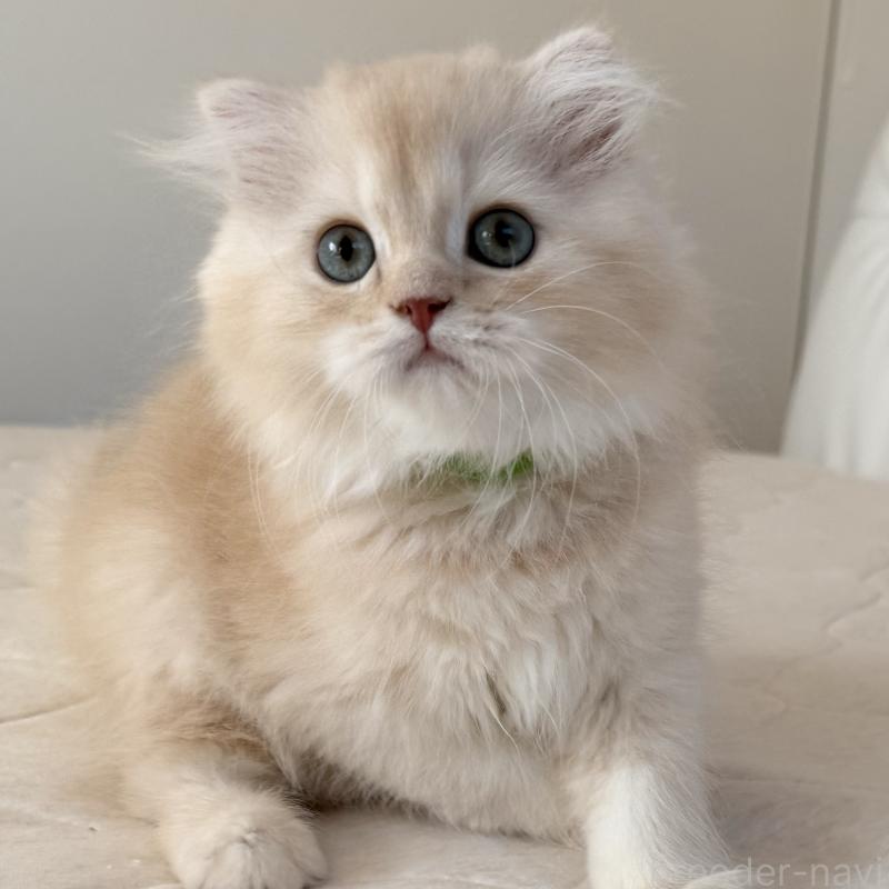 販売中の福岡県のスコティッシュフォールド(折れ耳)-131919