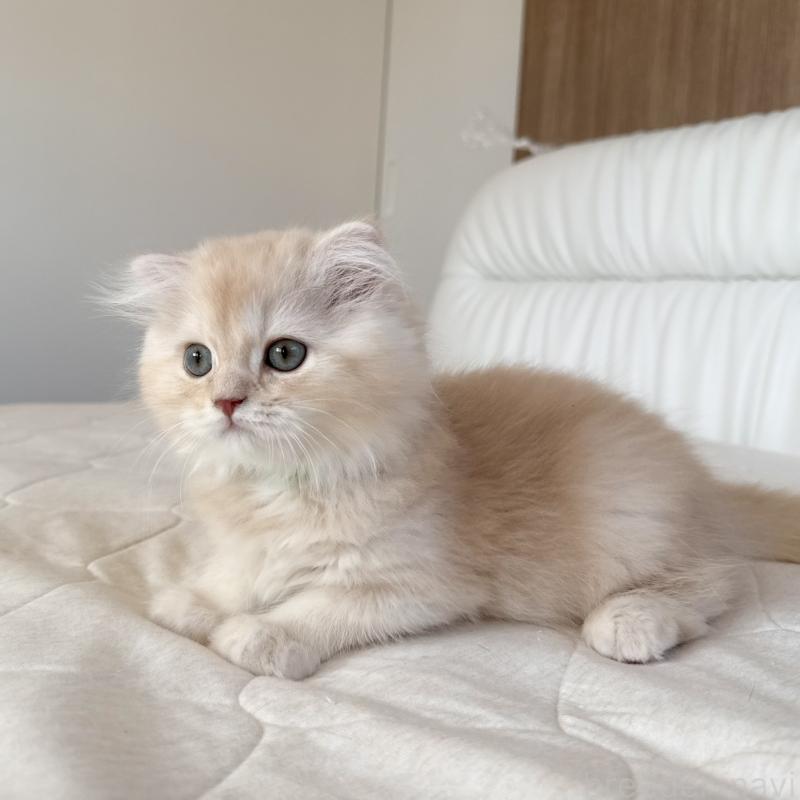 成約済の福岡県のスコティッシュフォールド(折れ耳)-131919の13枚目