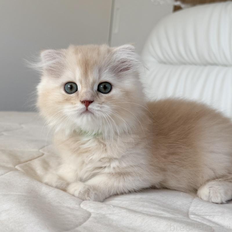 成約済の福岡県のスコティッシュフォールド(折れ耳)-131919の12枚目