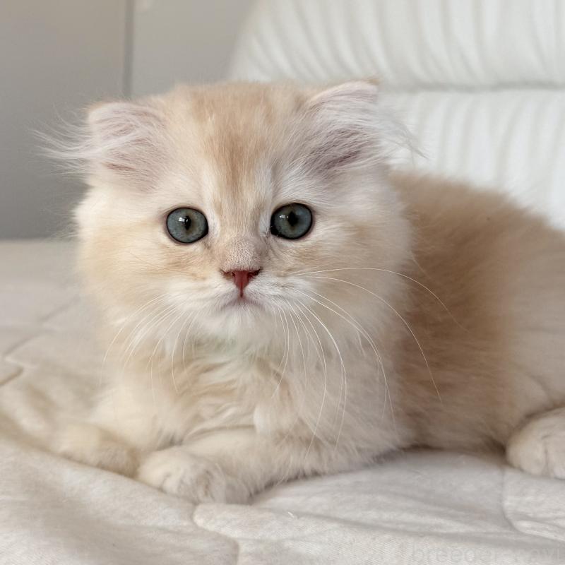 成約済の福岡県のスコティッシュフォールド(折れ耳)-131919の11枚目